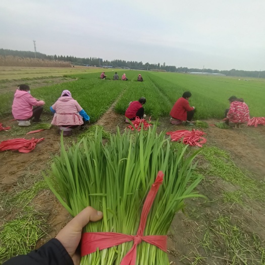 山东聊城韭菜大量供应