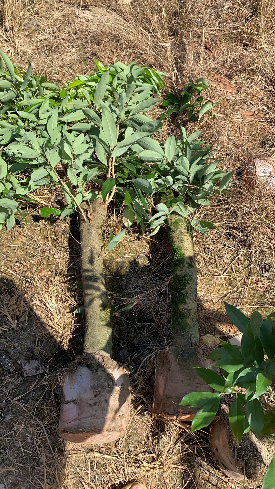 高压圈荔枝苗树桩特大果树苗无核桂味带土带叶南方种植当年结果