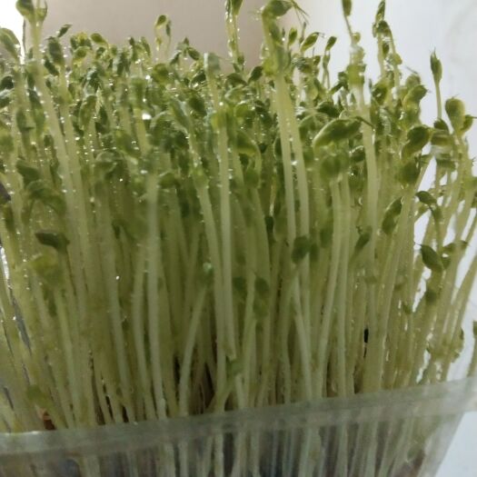 正安县豌豆苗  绿色无污染 蔬菜
