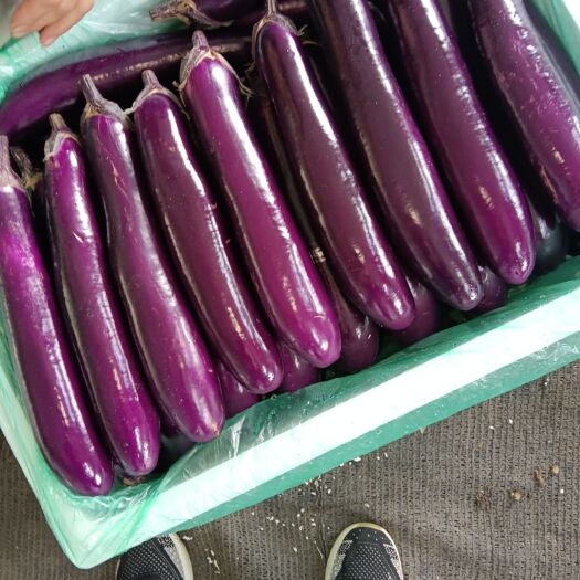 镇宁县紫红长茄