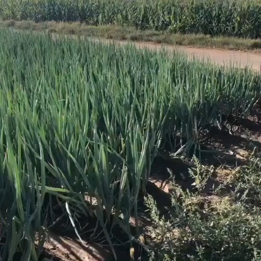 翁牛特旗长白葱、杆瓷实,甜而脆、辣味足、口感好，掉秤量小