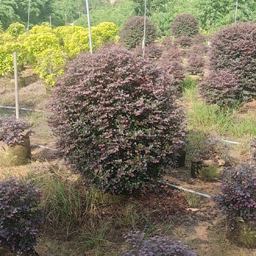 漳州黑珍珠红继木
