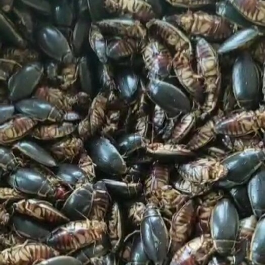 金边水老鳖 (龙虱)  活体速冻