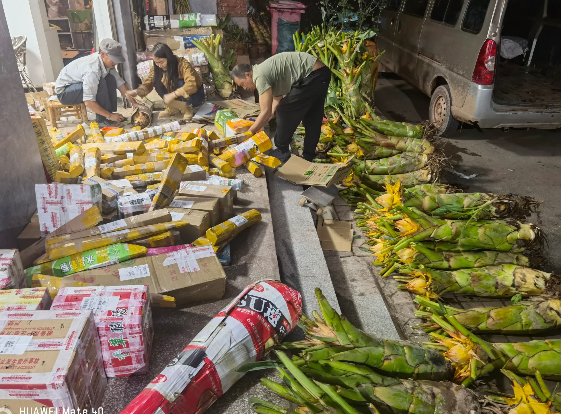 云南地涌金莲绿植千瓣莲花佛教圣花养不死大型盆栽地莲花懒人花苗