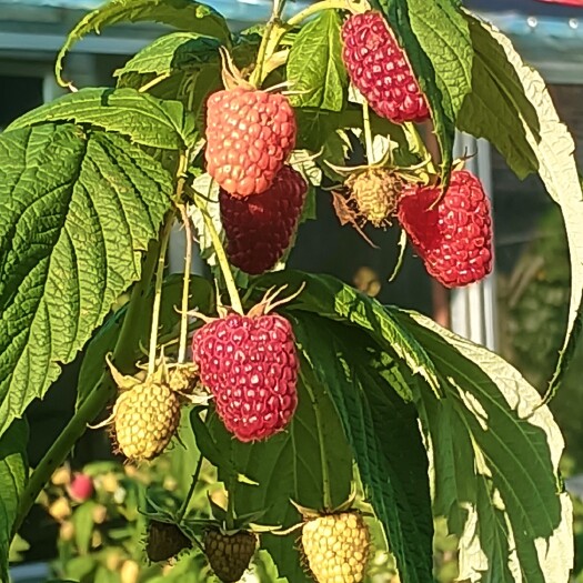 白山当年就可以结果双季树莓苗新品种懂的来