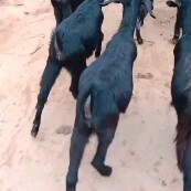 威宁县本地黑山羊，鲜羊肉