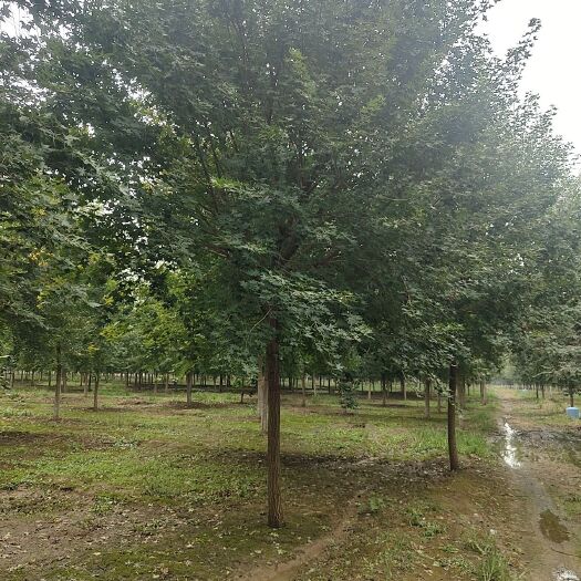 济宁五角枫，分枝点2.6-2.8米，10-16公分