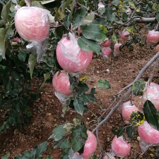 膜袋红富士苹果，