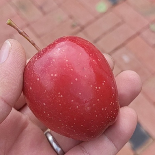 鸡心果
