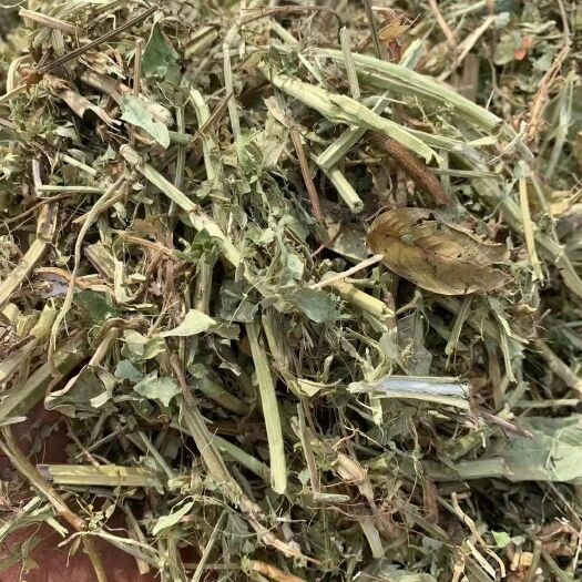 邓州市花生秧