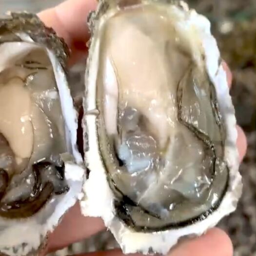饶平县新鲜生蚝直销大蚝烧烤加肥加大带壳鲜活地摊生蚝