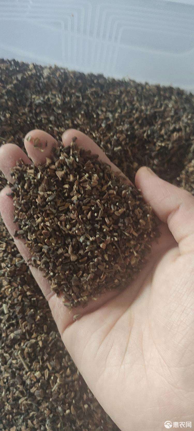 茼蒿菜籽大叶茼蒿种子小叶茼蒿菜种大全秋冬季蔬菜茼蒿种籽四季孑