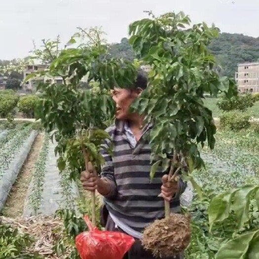 浦北县黑皮黄皮果苗，耐寒好管理，一年四季都可以种