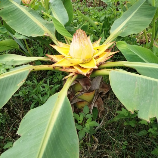地涌金莲小苗 盆栽 佛花药用食用