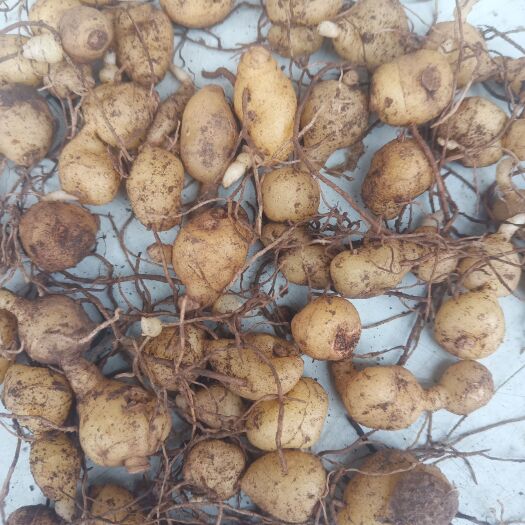 峨边县黄精种苗一年苗 黄精芽头成活率高 鸡头黄姜型多花 滇黄精种苗