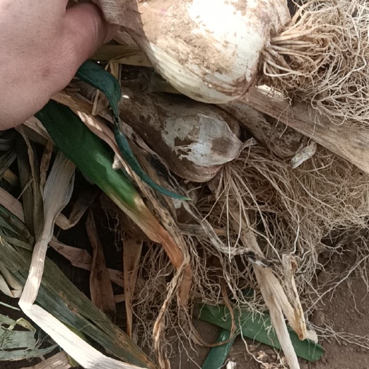 蔚县大头葱，疙瘩葱