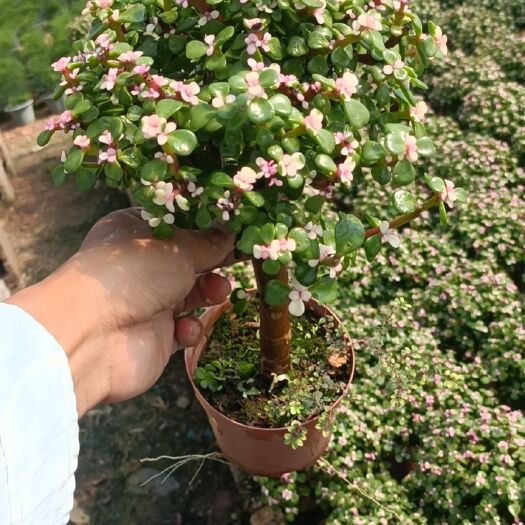 漳州金枝玉叶锦棒棒糖