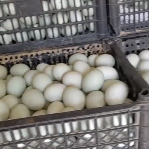 馆陶县干净破损率低绿皮杂皮鲜鸭蛋各种规格