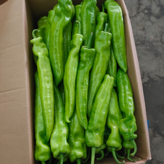 邯郸尖椒