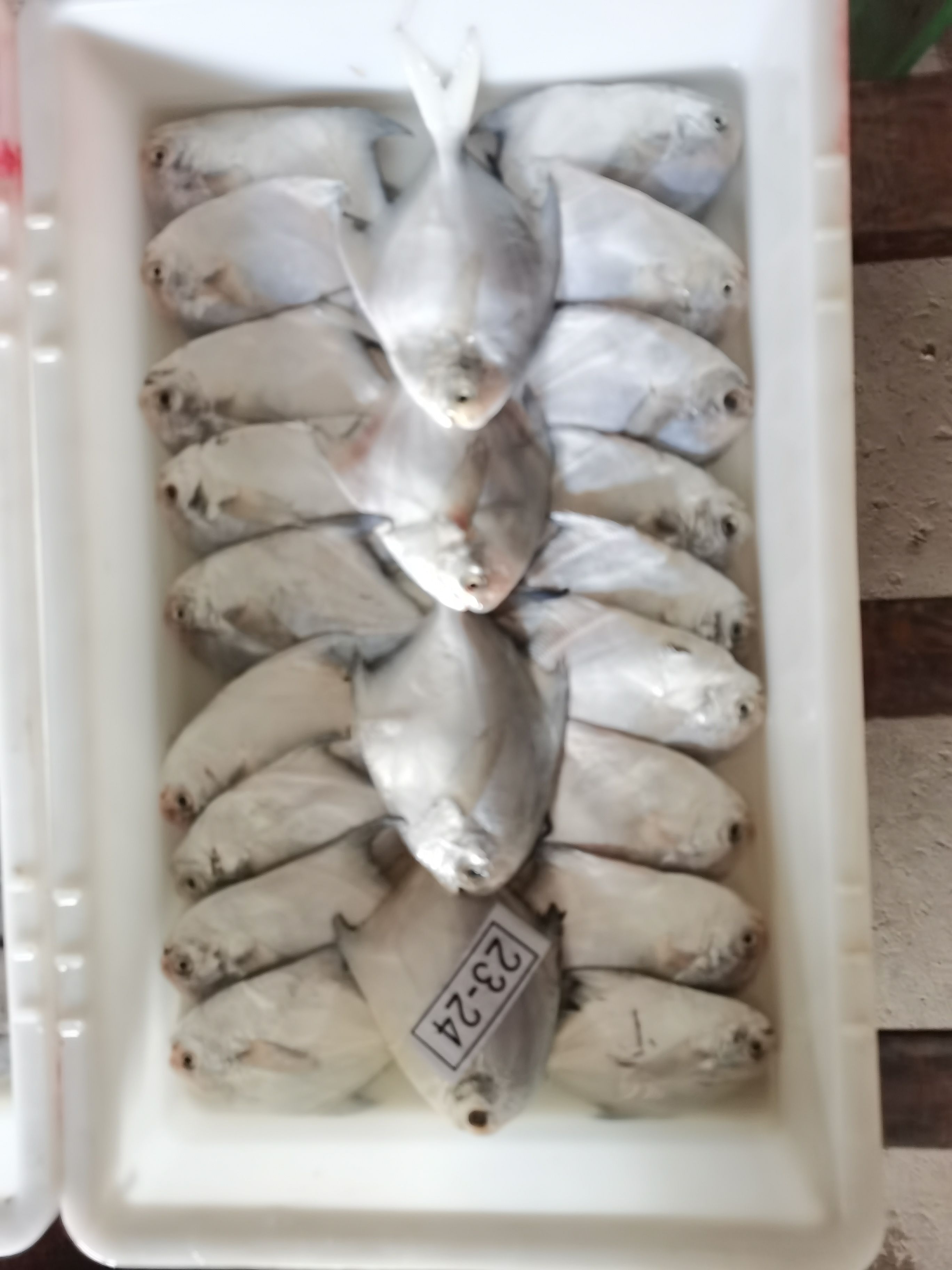 东海深捕（白鲳鱼）产地厂家直供，冻品鲳鱼小包装，货真价实