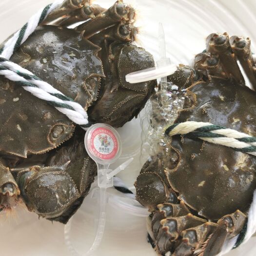 苏州阳澄湖镇大闸蟹-阳澄湖镇核心产地，唯唯亭亭国际品牌