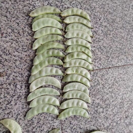 南县白绿色肉扁豆