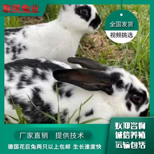 嘉祥县德国花巨兔三只以上包邮增送养殖技术资料
