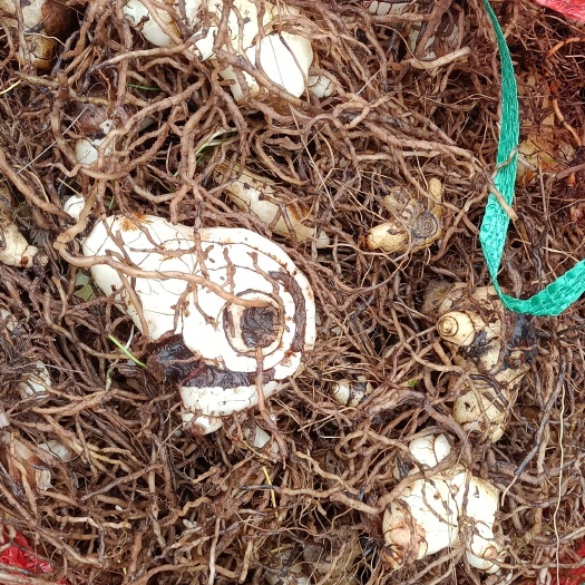 白芨24年新货上市白及，种苗，种子