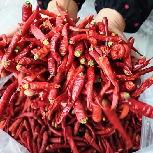 咸丰县马鞍山辣椒  小辣椒