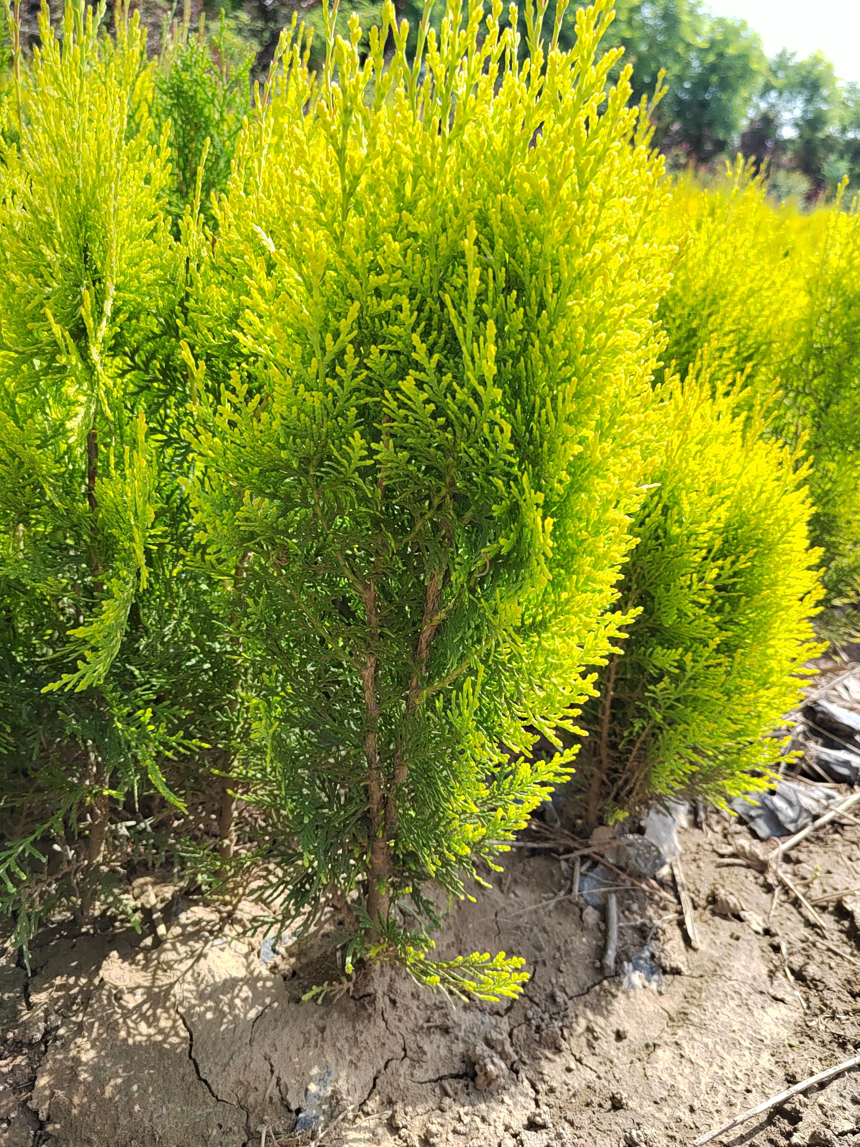 灑金柏 營養(yǎng)缽灑金柏 灑金柏種植批發(fā)基地