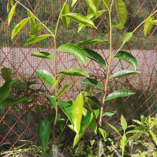 茂名沉香奇楠苗 白棋楠母树嫁接苗 结香快 产量高