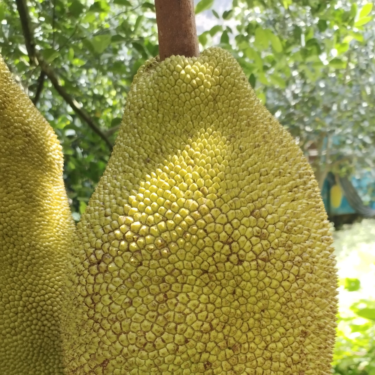 广西菠萝蜜马来一号5号