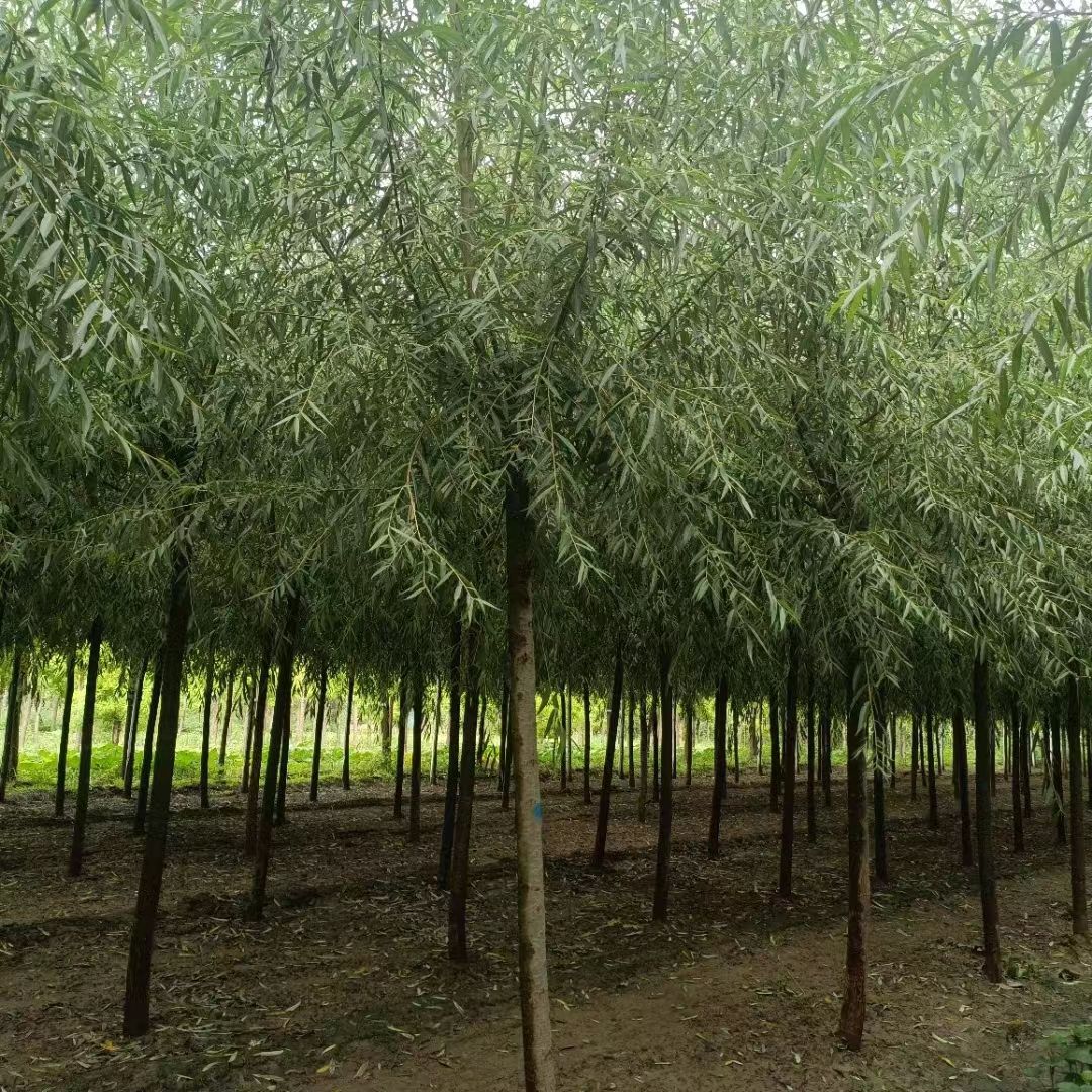 旱柳 河北旱柳，8-20公分旱柳