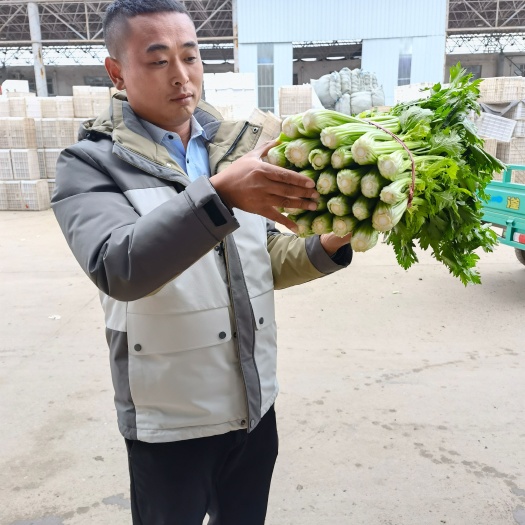 精品芹菜 本地芹菜每天大量有貨質(zhì)量保證 適合各大市場(chǎng)超市電商