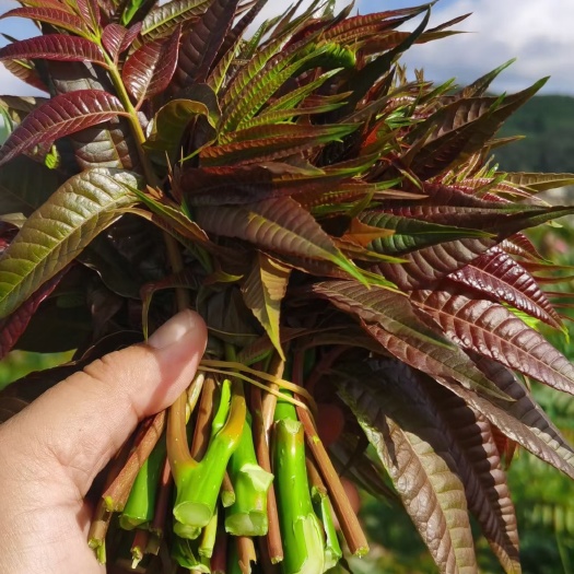 陆良县四季红油香椿