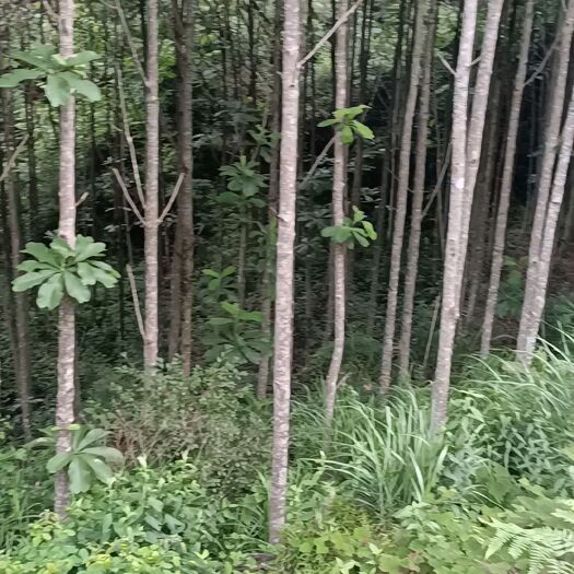 炎陵县厚朴树