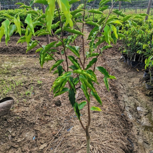 茂名奇楠沉香苗  沉香奇楠苗 虎斑棋楠苗 40至60结香