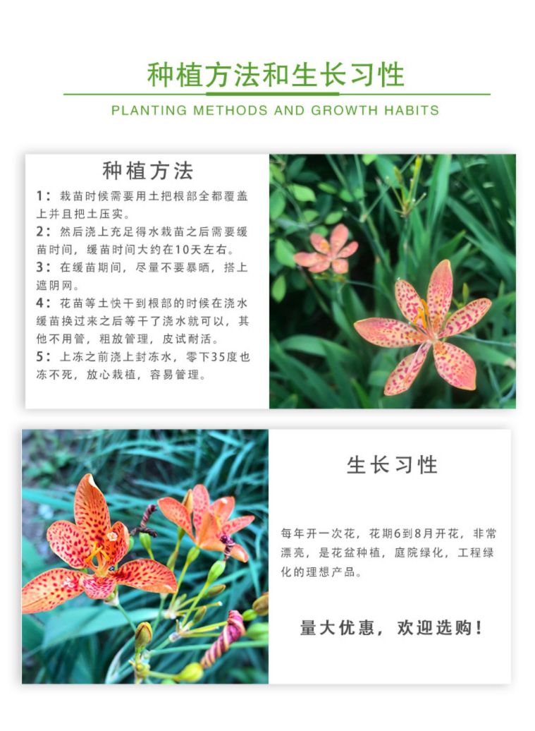 射干鸢尾花苗乌蒲夜干盆栽地栽四季易种耐寒耐旱庭院绿化工程绿化