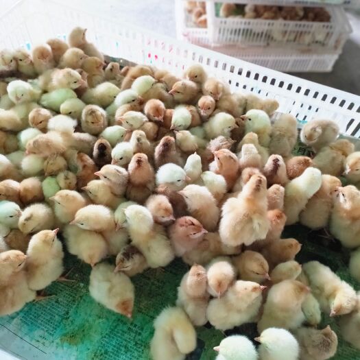 枣阳市江汉黄