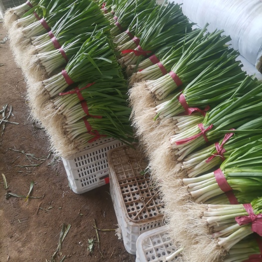 新泰市产地直供  干湿蒜苗