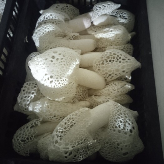 纳雍县白葱菌