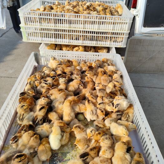枣阳市江汉青