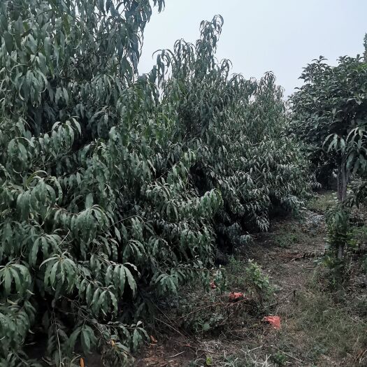 郸城县40亩桃园出租
