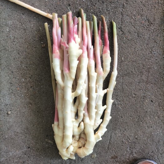 临泉县新鲜仔姜