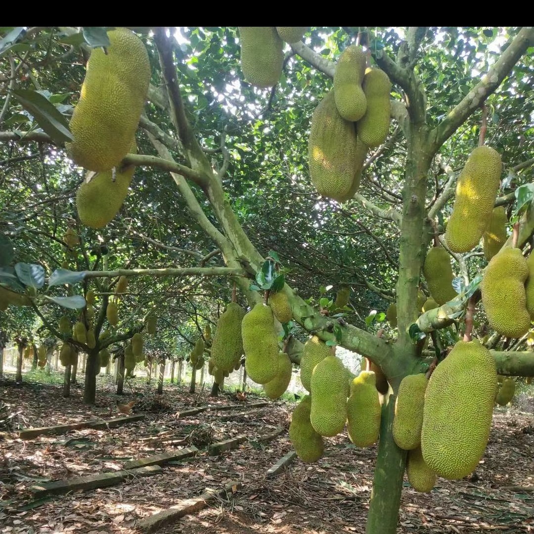 广西菠萝蜜马来一号5号