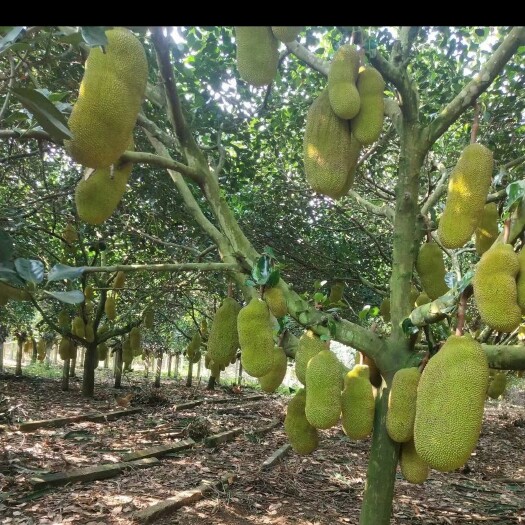 龙州县广西菠萝蜜马来一号5号