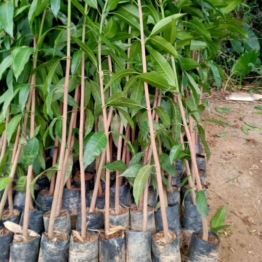 灵山县正品芒果实生苗南方果树苗地栽盆栽阳台庭院种植带土带叶广西发货