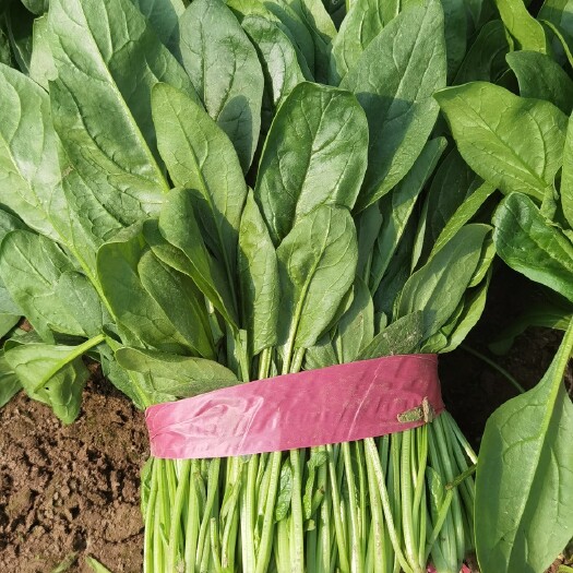 惠民县扎捆菠菜有货