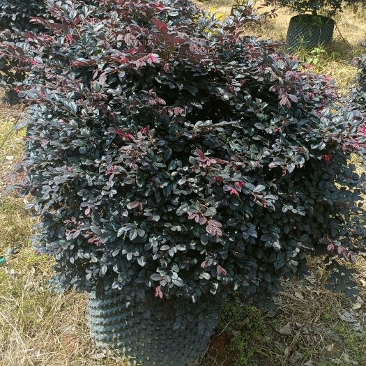 宜良县红花继木
