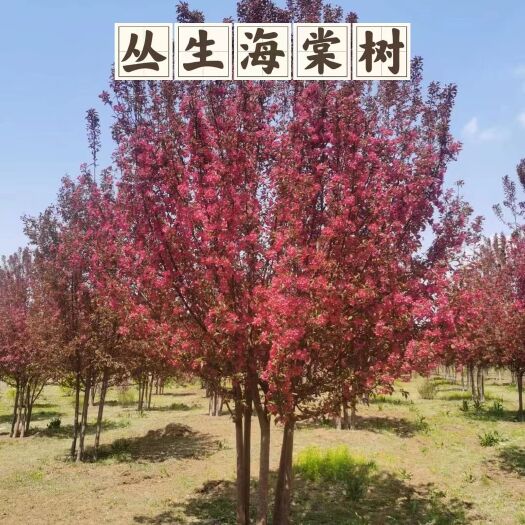 开原市海棠 丛生海棠树苗 各品种东北丛生乔木 一站式采购 量大从优